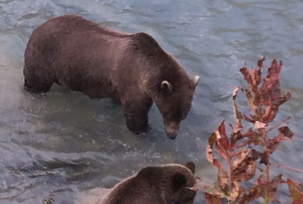 Nearby Bears