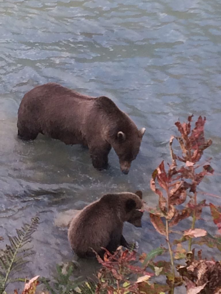 Nearby Bears
