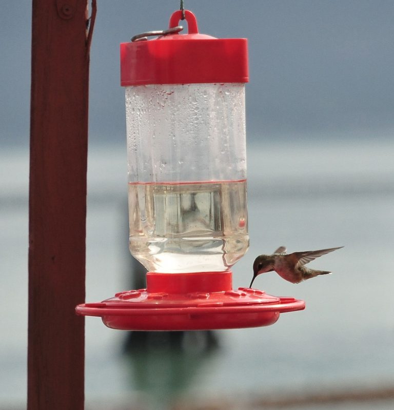 Hummingbird
